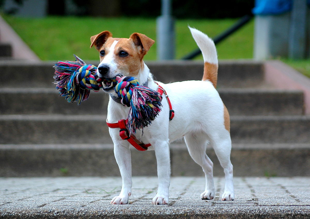 Najlepszy Pies Typu Terrier